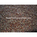 Chinese chestnut supplier